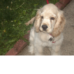 The puppy club!
