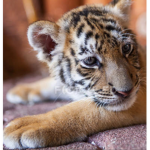 Live like a tiger