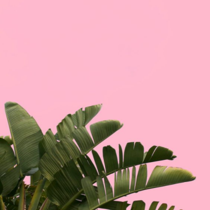 pastel palm tree Roblox decal