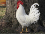Jose cult of chickens