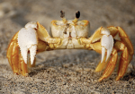 crabmania