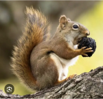 The squirrel grou