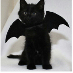 Kiity cats