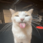 Silly Billy Cat