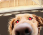 Weird dog dudes RULE