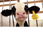 Hazel!! Cow squad