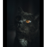 NightTime Catz