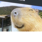 Capybara citizens