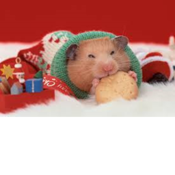 Hamster Obby!