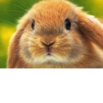 mr. bunny bun buns