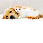 #CAT AND DOG FAN CLUB!