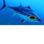 Tuna Fish's Group !!