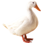 TheQuack