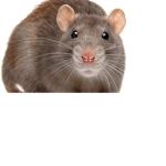 <Rat Kingdom>