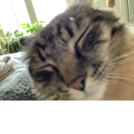 Cat19391922