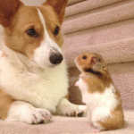 dog and hamster