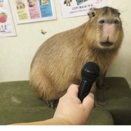 (NEW POOL!) Capybara Hangout