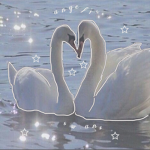 angelical swans