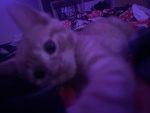 KITTYSSSS!!!