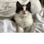 - CHARLIE - CUTIE -
