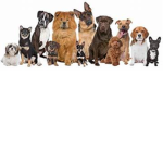 (Dogs Love United)
