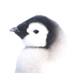 Penguin likes toast army