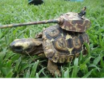 The war turtles of robloxia