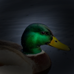 fear of duck