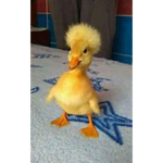 Duckie Gang Quack