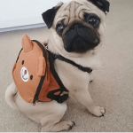 Pugs 2021