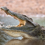 Crocodile gogle