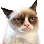 Grumpy Cat is Grumpy