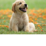 Dog best