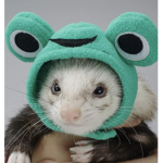Ferrets of a kind