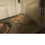 Weird animals rule