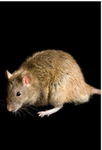 Ratlingsss