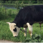 The Milky Cow's Group