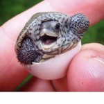 Turtles Vs The World