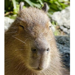 Capybaras are Cool Capybara Team