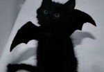 Lucky meows