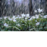 Rainy's Graphics