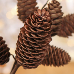Pinecone Clothing