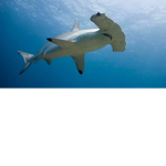 I like hammerhead sharks