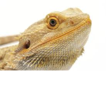 izzy the bearded dragon fan group