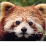 Red Panda Luvers UwU