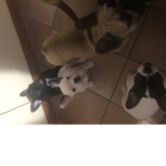 Gruppo dei animali