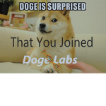 Doge_Labs