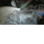 royal pippin the dog