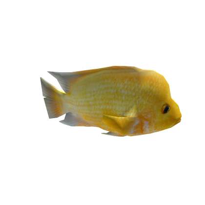 yellow tropical fish