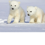 PolarBearGroup